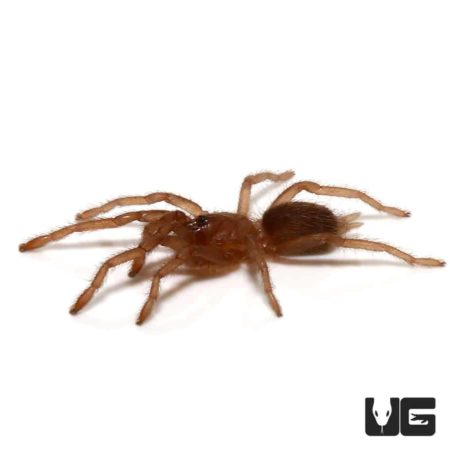 Thailand Dwarf Earth Tiger Tarantula (Phlogiellus moniqueverdezae) For Sale - Underground Reptiles
