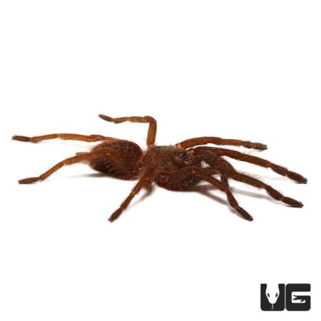 Vietnam Blue Tarantula (Chilobrachys dyscolus) For Sale - Underground Reptiles