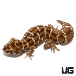 Viper Geckos For Sale - Underground Reptiles