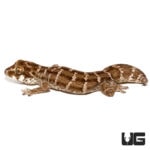 Viper Geckos For Sale - Underground Reptiles