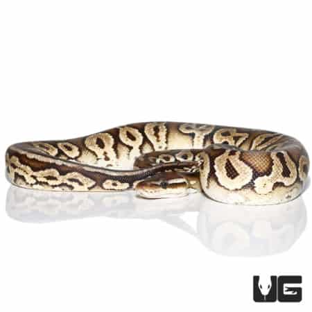 Black Pewter Yellowbelly Ball Python, yearling male, showcasing vibrant pattern and coloration.