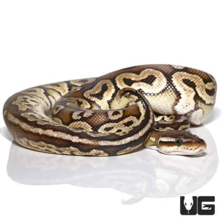 Male Pewter Ball Pythons (Python regius) For Sale - Underground Reptiles