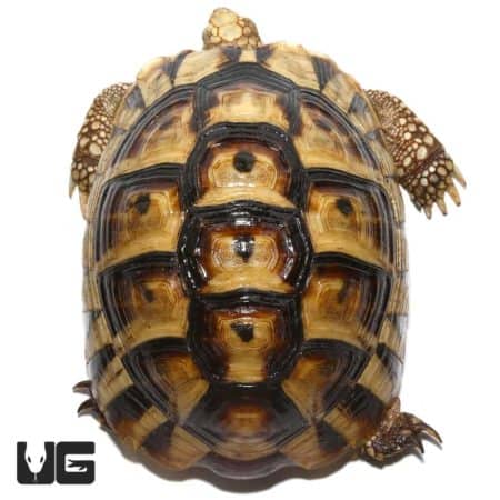 Tunisian Greek Tortoise, young male, showcasing distinctive shell pattern and coloration.