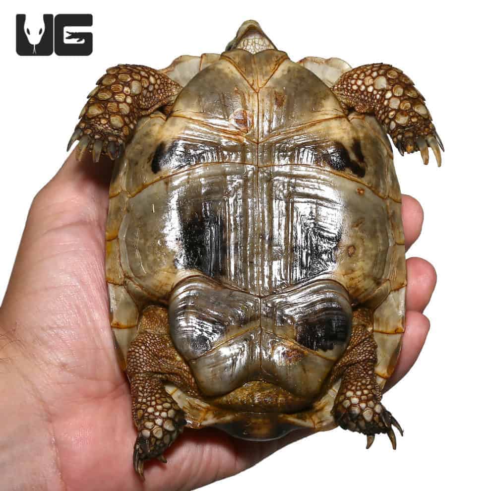 Tunisian Greek Tortoises (Testudo graeca) For Sale - Underground Reptiles