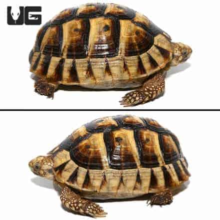 Tunisian Greek Tortoises (Testudo graeca) For Sale - Underground Reptiles