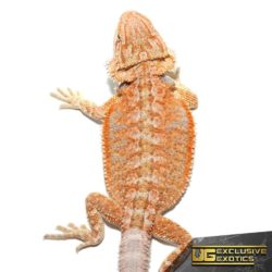 Baby Hypo Summer Stripe Bearded Dragons For Sale - Underground Reptiles