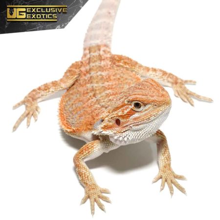 Baby Hypo Summer Stripe Bearded Dragon for sale at Underground Reptiles. Perfect for reptile enthusi.