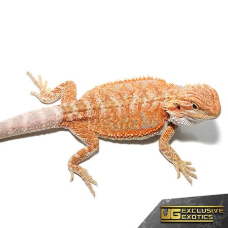 Hypo Summer Stripe Bearded Dragon on white background.