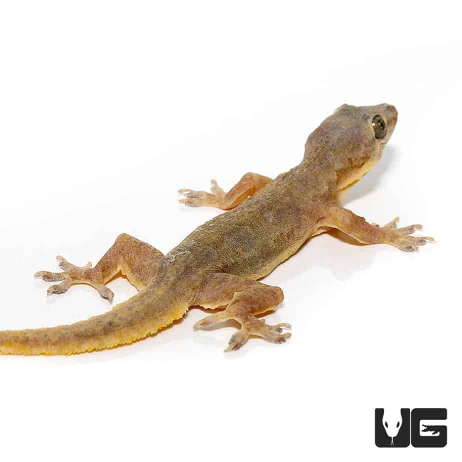 House Geckos (Hemidactylus frenatus) For Sale Underground Reptiles