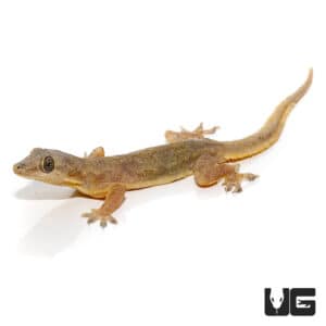 House Geckos For Sale - Underground Reptiles