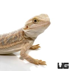 7-9 Inch Hypo Citrus Bearded Dragon For Sale - Underground Reptiles