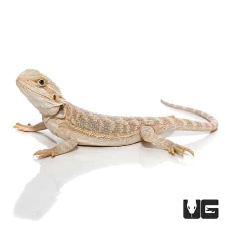 7-9 Inch Hypo Citrus Bearded Dragon For Sale - Underground Reptiles
