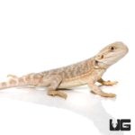 7-9 Inch Hypo Citrus Bearded Dragon For Sale - Underground Reptiles