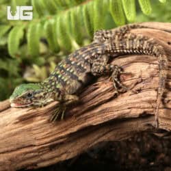 Baby Clubtail Iguanas For Sale - Underground Reptiles