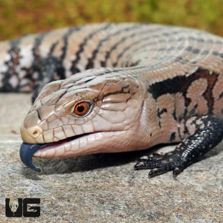 Baby Irian Jaya Blue Tongue Skinks (Tiliqua sp.) For Sale - Underground Reptiles