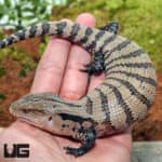 Baby Irian Jaya Blue Tongue Skinks (Tiliqua sp.) For Sale - Underground Reptiles