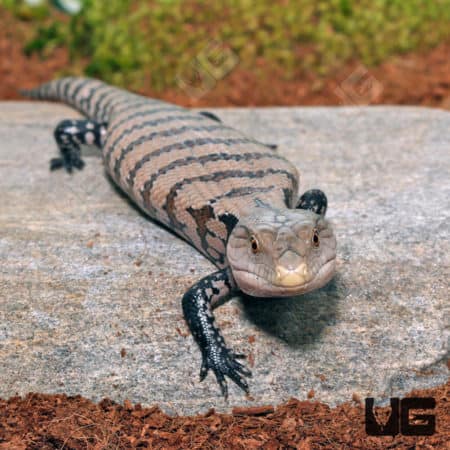 Baby Irian Jaya Blue Tongue Skinks (Tiliqua sp.) For Sale - Underground Reptiles