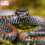Baby Paradise Flying Snake For Sale - Underground Reptiles