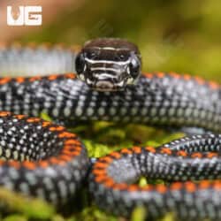 Baby Paradise Flying Snake For Sale - Underground Reptiles