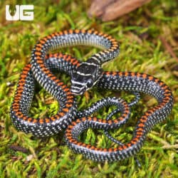 Baby Paradise Flying Snake For Sale - Underground Reptiles