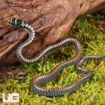 Baby Paradise Flying Snake For Sale - Underground Reptiles