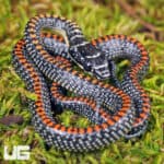 Baby Paradise Flying Snake For Sale - Underground Reptiles