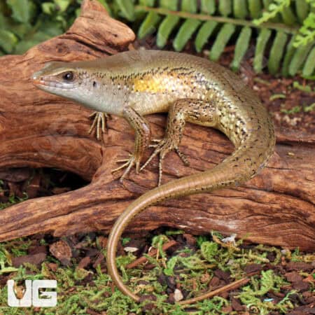 Sun Skinks For Sale - Underground Reptiles