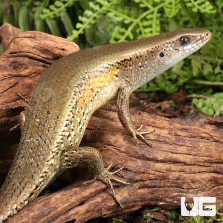 Sun Skinks For Sale - Underground Reptiles