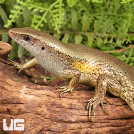 Sun Skinks For Sale - Underground Reptiles