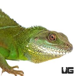 Adult Chinese Water Dragons For Sale - Underground Reptiles