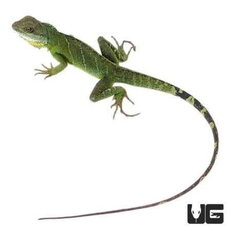 Adult Chinese Water Dragons For Sale - Underground Reptiles