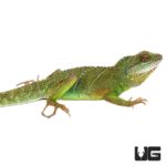 Adult Chinese Water Dragons For Sale - Underground Reptiles