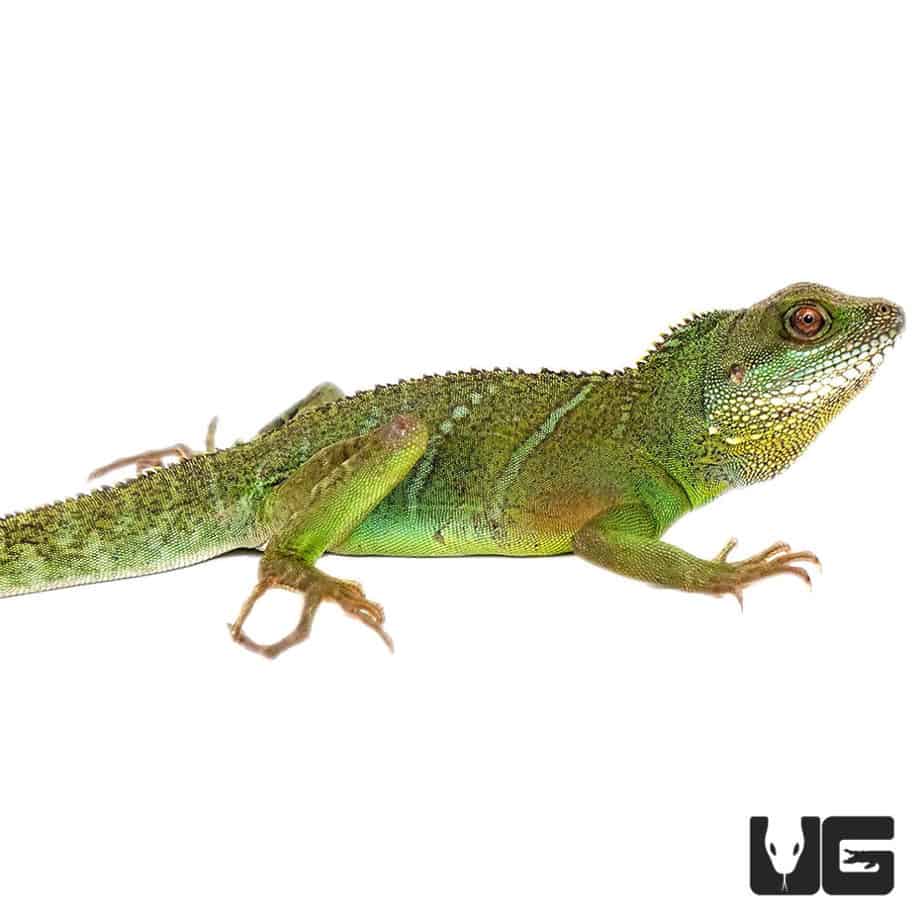 Adult Chinese Water Dragons For Sale - Underground Reptiles