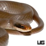 Masked Racers (Coluber constrictor latrunculus) For Sale - Underground Reptiles