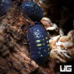 Armadillidium Granulatum Isopods For Sale - Underground Reptiles