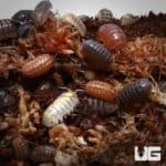 Armadillidium Vulgare Gem Mix Isopods For Sale - Underground Reptiles