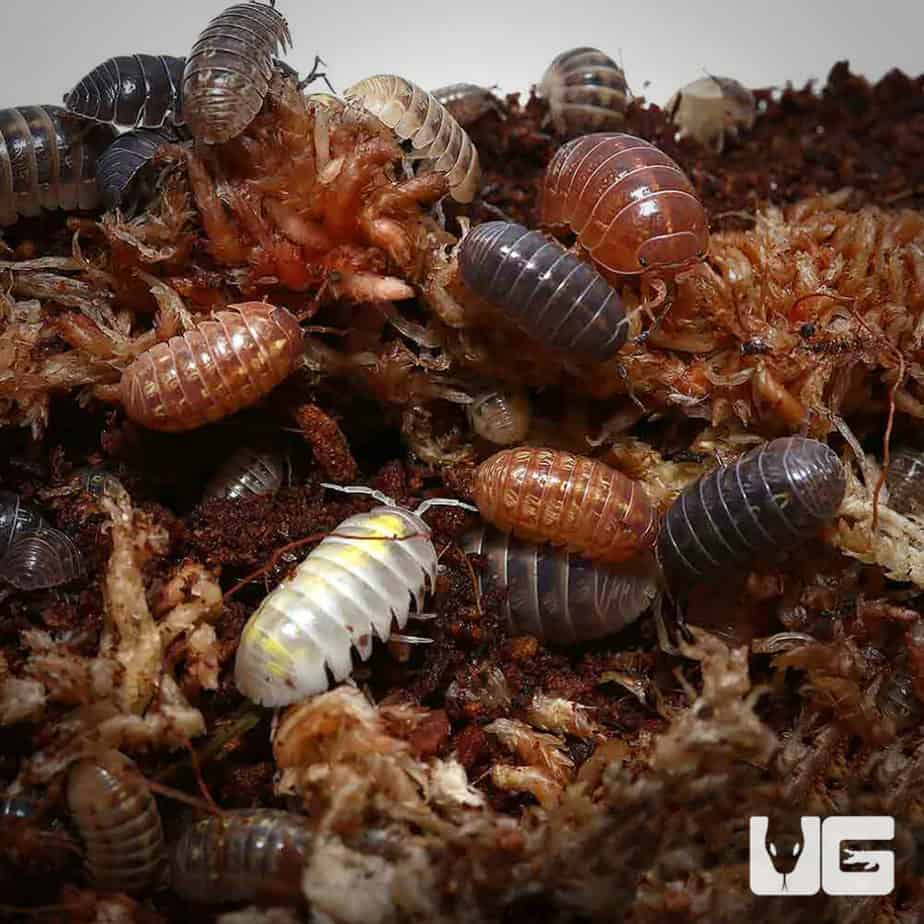 Armadillidium Vulgare Isopods for sale Underground Reptiles
