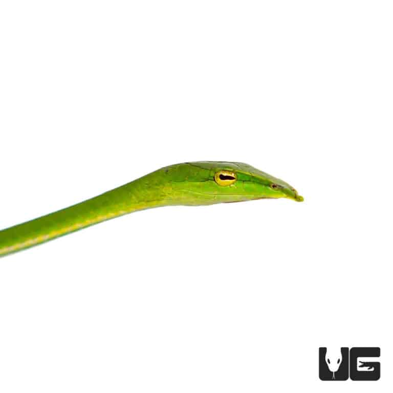 Asian Vine Snakes (Ahaetulla prasina) For Sale Underground Reptiles