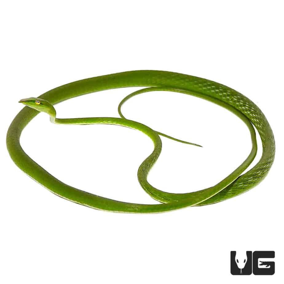 Asian Vine Snakes (Ahaetulla prasina) For Sale Underground Reptiles