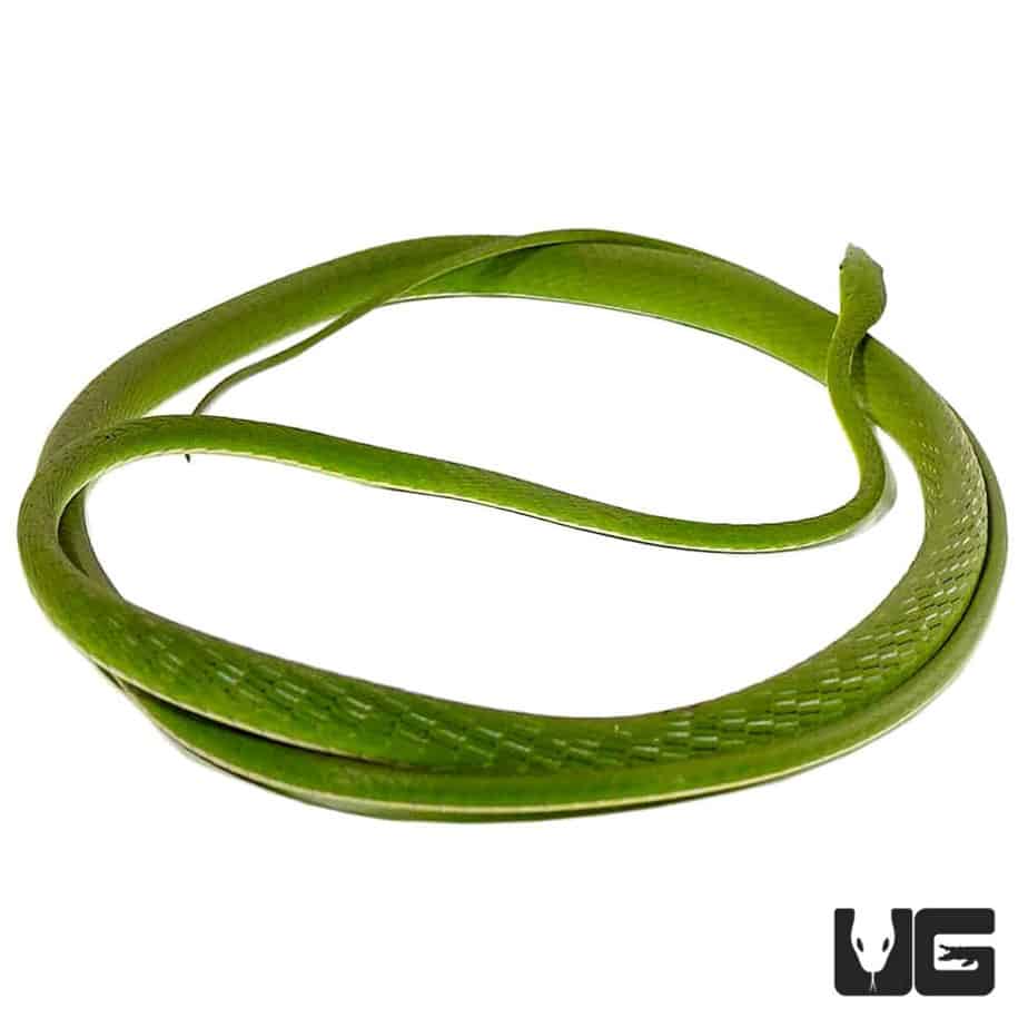 Asian Vine Snakes (Ahaetulla prasina) For Sale Underground Reptiles