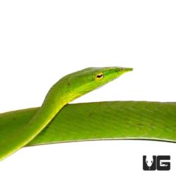 Asian Vine Snakes For Sale - Underground Reptiles