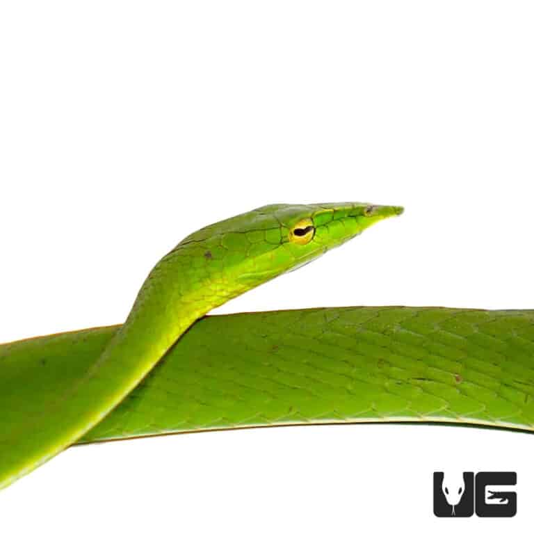 Asian Vine Snakes (Ahaetulla prasina) For Sale Underground Reptiles