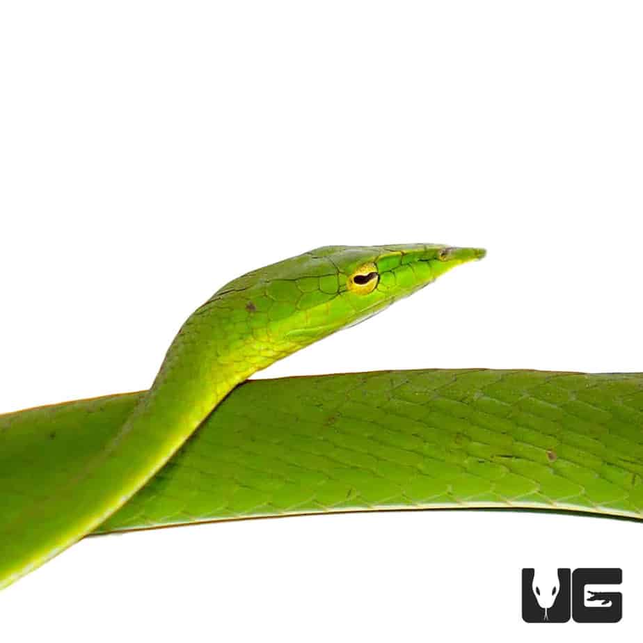 Asian Vine Snakes (Ahaetulla prasina) For Sale Underground Reptiles