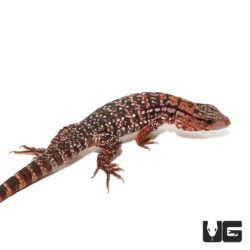 Baby Argentine Red Tegus For Sale - Underground Reptiles