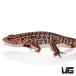 Baby Argentine Red Tegus For Sale - Underground Reptiles