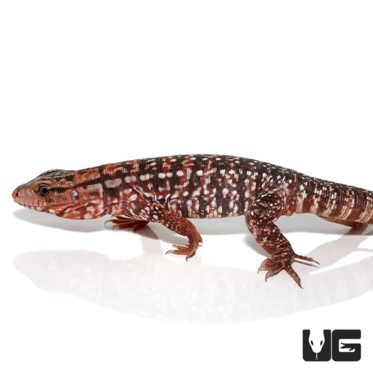 Baby Argentine Red Tegus For Sale Underground Reptiles