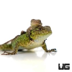 Baby Emerald Swift For Sale - Underground Reptiles