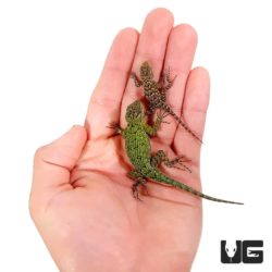 Baby Emerald Swift For Sale - Underground Reptiles