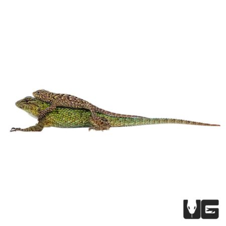 Baby Emerald Swift For Sale - Underground Reptiles