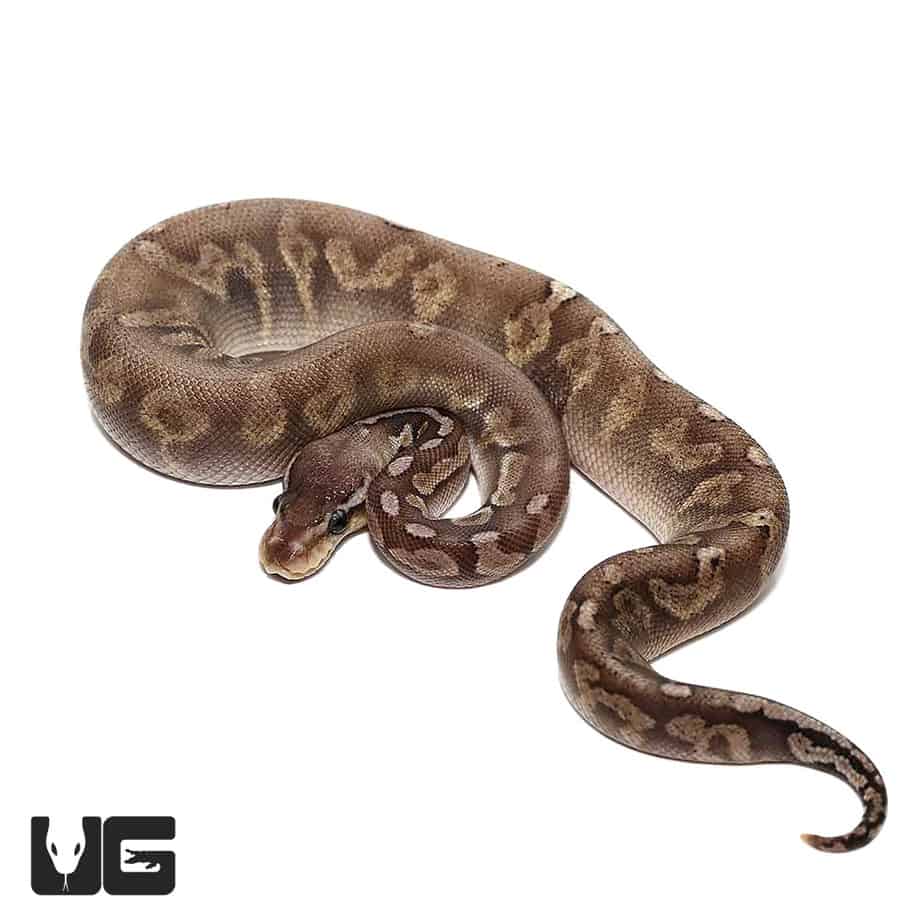 Baby GHI Pewter Ball Pythons (Python regius) For Sale Underground